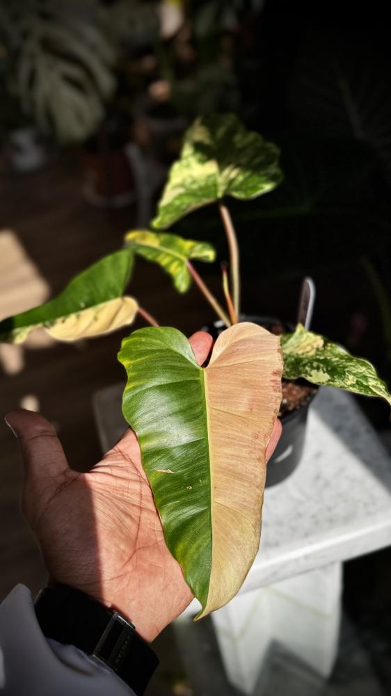 Philodendron (Florida x Mayoi) x Black Bellietiae