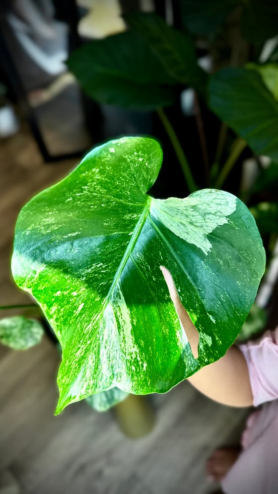 MONSTERA OCEAN ALBO