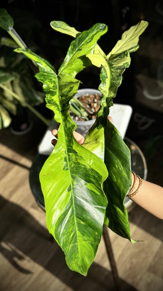 philodendron joepii variegated