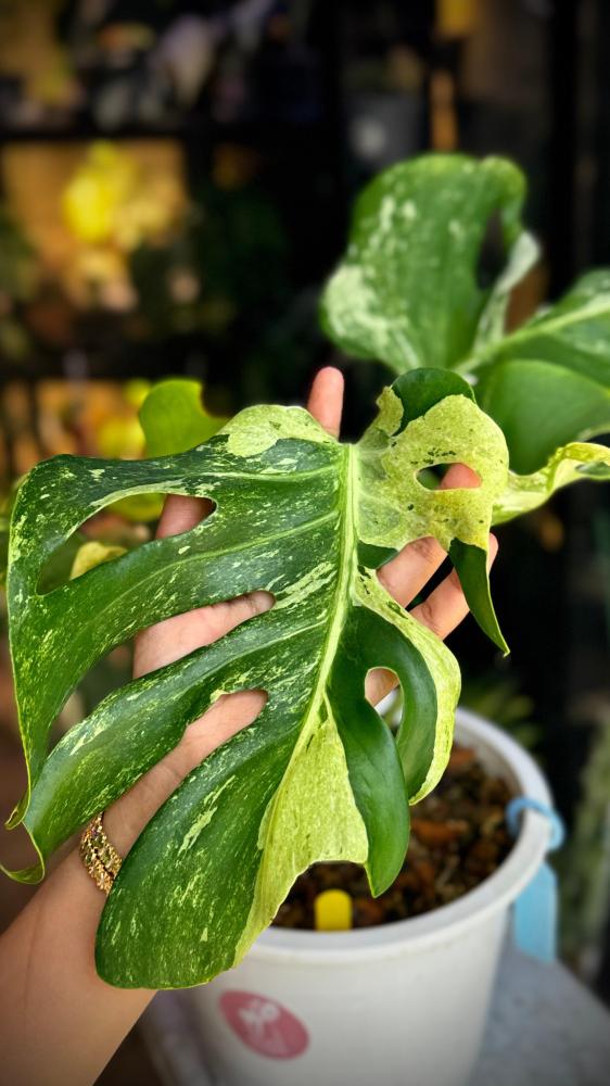 MONSTERA OCEAN MINT
