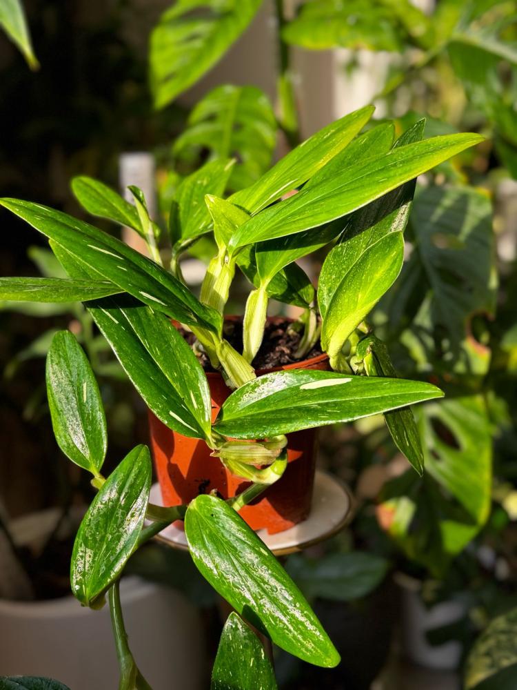 Monstera Standleyana Albo Variegata
