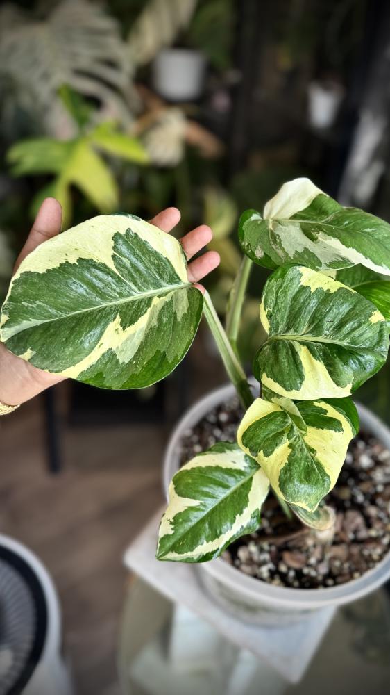 POTHOS  MANJULA (GIANT) BIG
