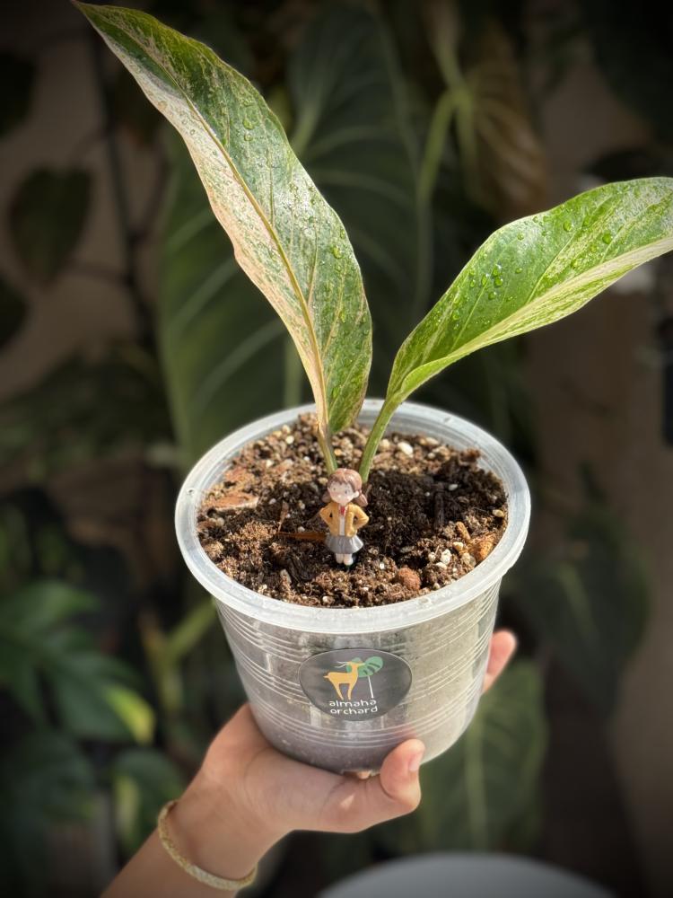 ANTHURIUM HOOKERI BIGRDS V