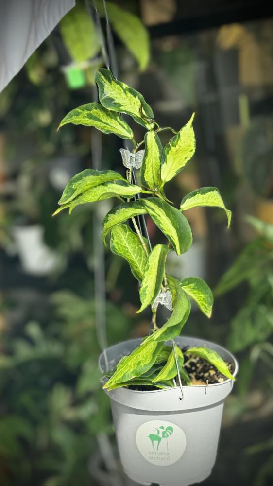 HOYA KENEJIANA ALBO