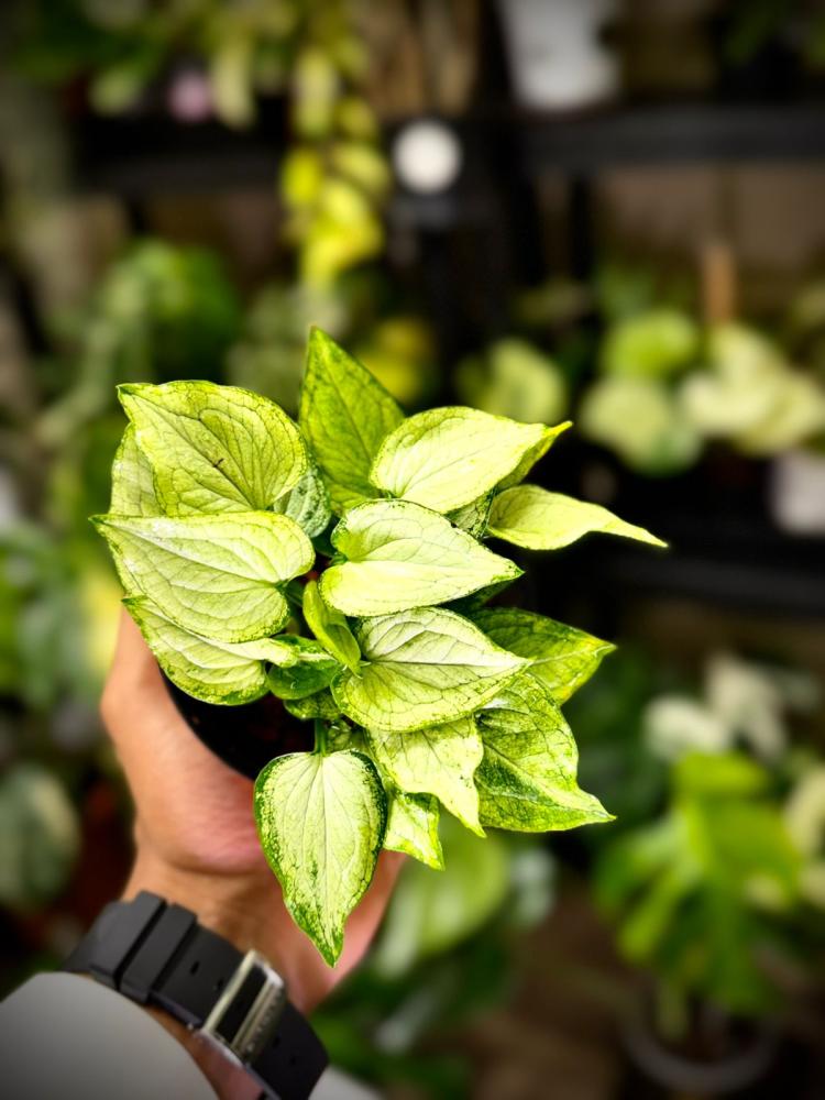 SYNGONIUM MOUSE EARS