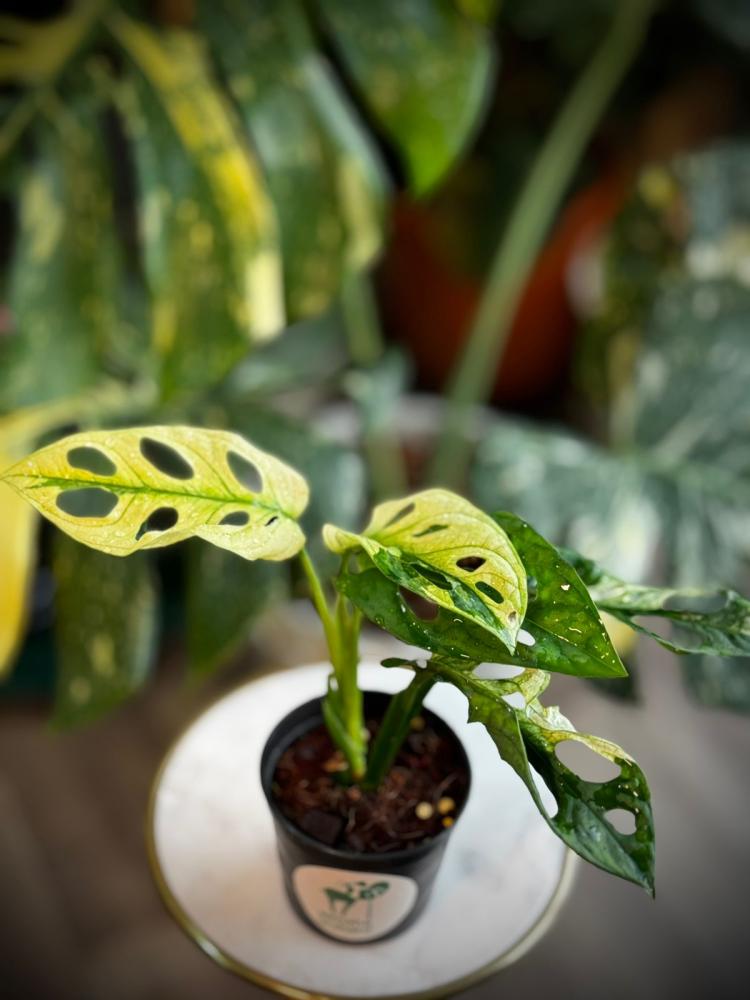 Monstera Lechleriana Variegated