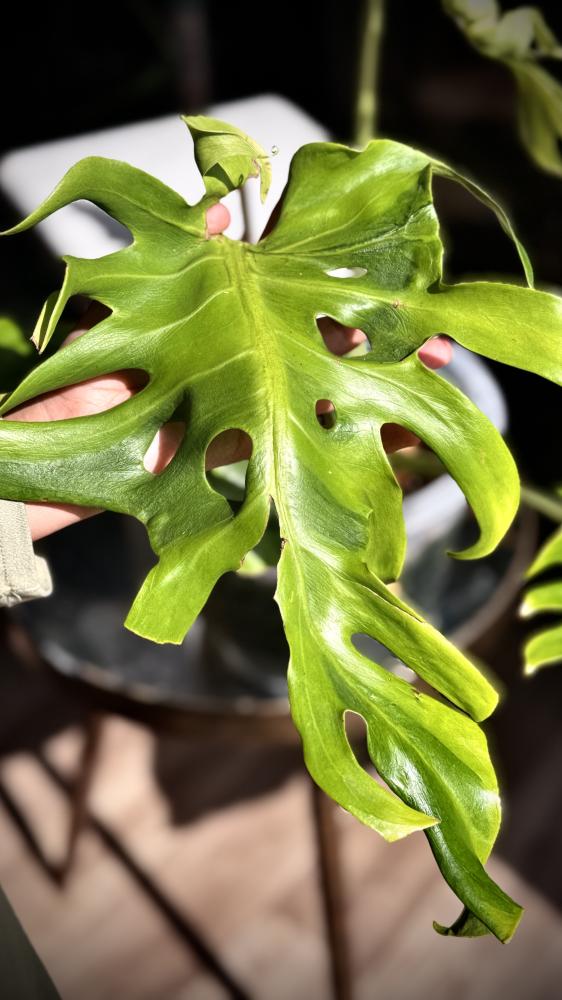 MONSTERA OCEAN MINT