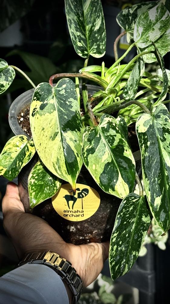 PHILODENDRON EMERALD QUEEN