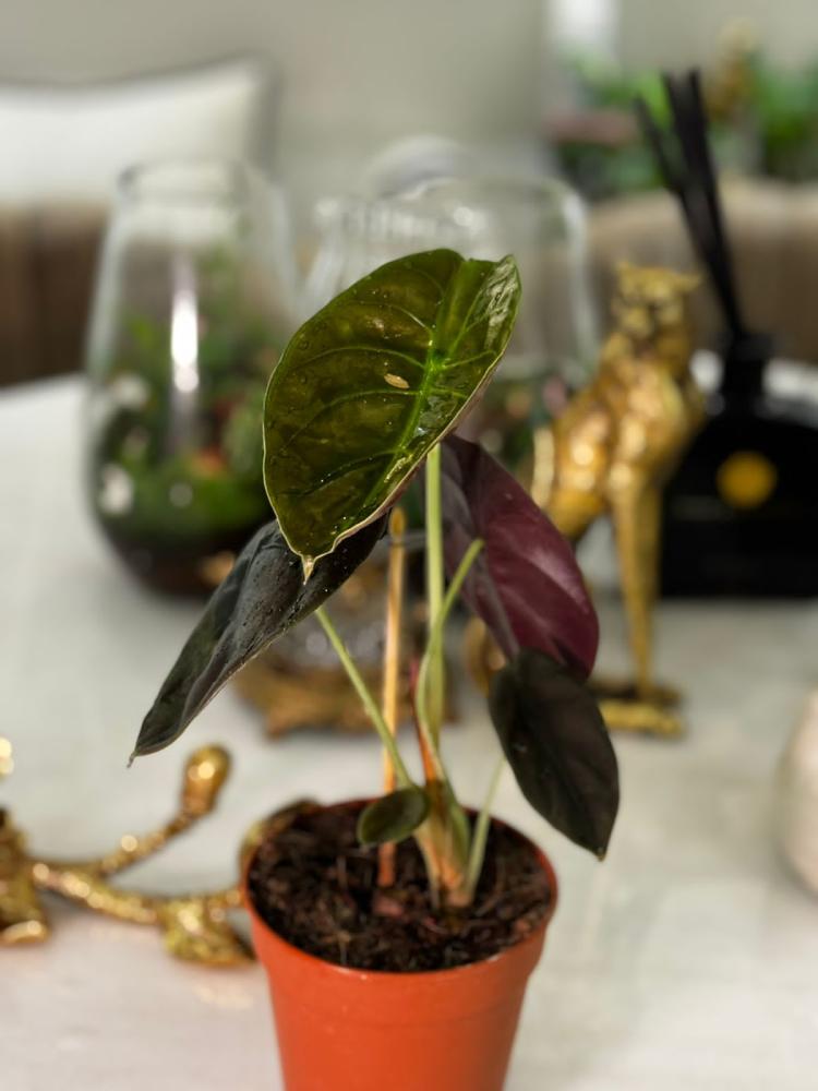 Alocasia cuprea 'Red Secret'