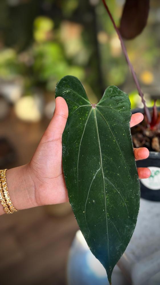 ANTHURIUM HYBRID MIX