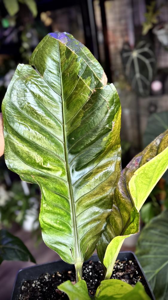 ANTHURIUM HOOKERI BIRDS NEST VARIEGATED
