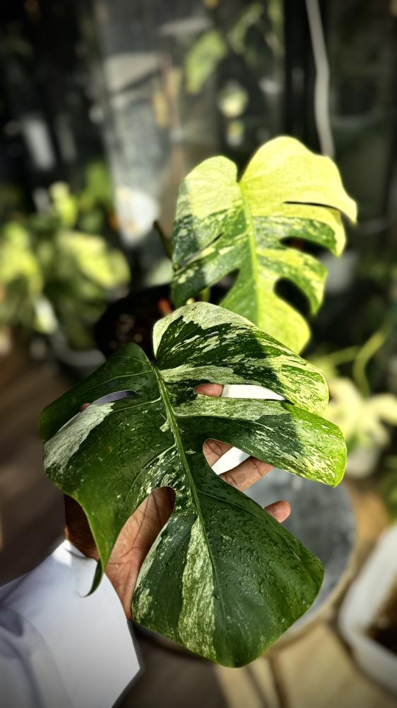 MONSTERA DELICIOSA MINT