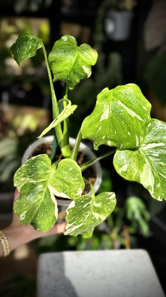 MONSTERA TRICOLOR MUT