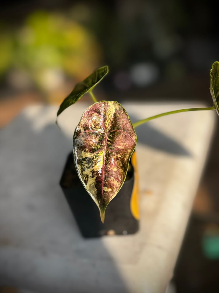 ALOCASIA AZLANII AUREA