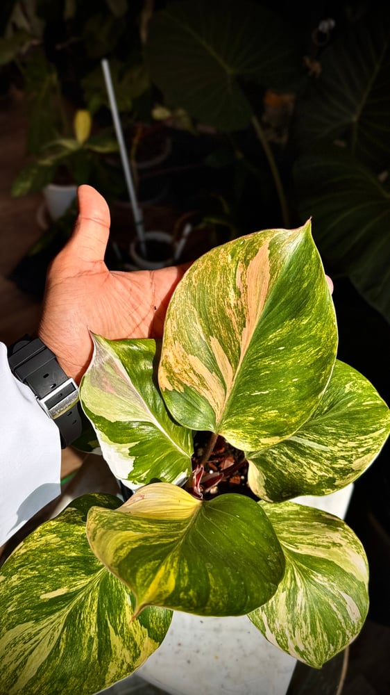 Philodendron White Wizard Tricolor