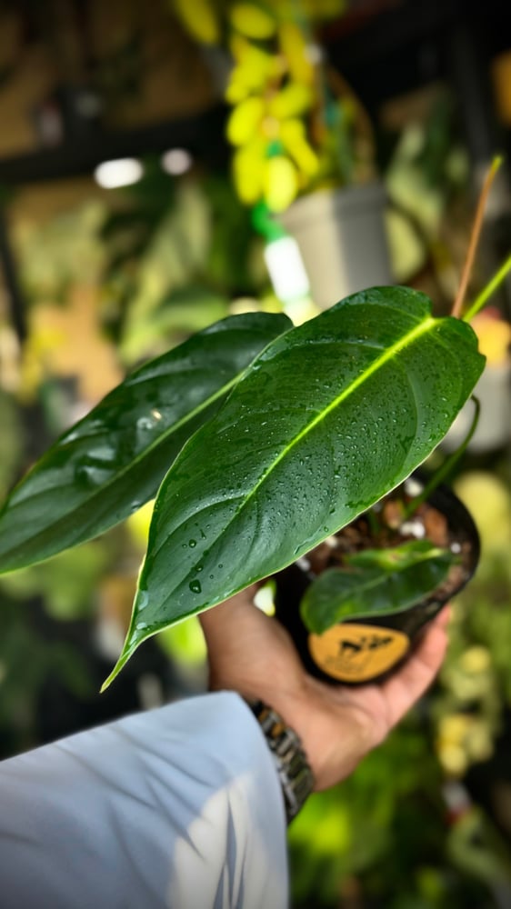 PHILODENDRON PATRICIAE