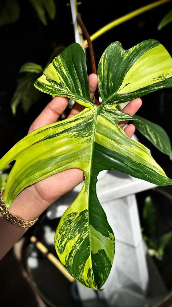 PHILODENDRON FLORIDA x SQUAMIFERUM VARIEGATED