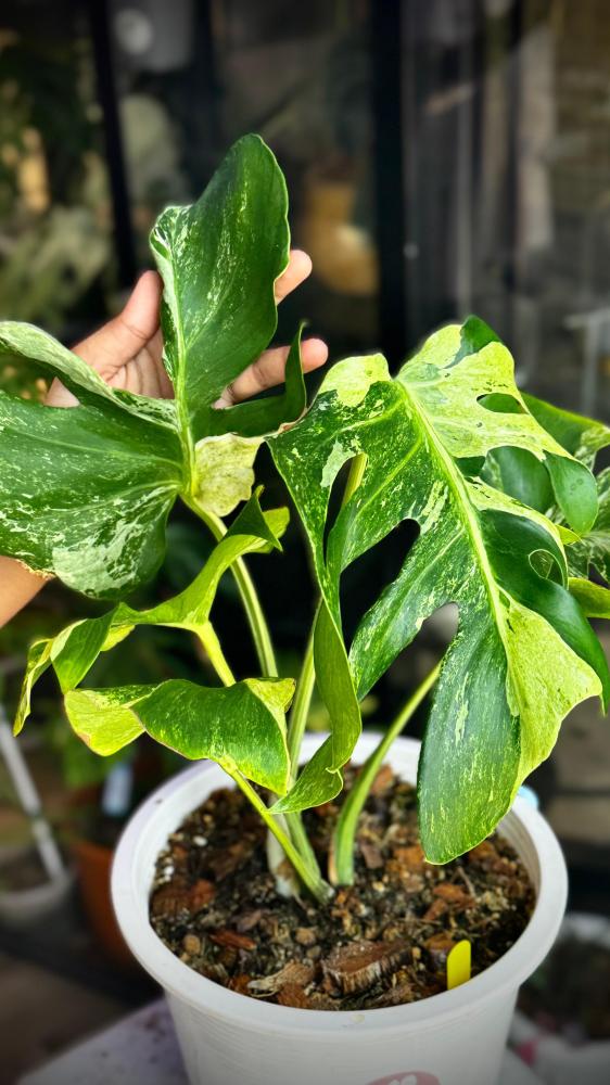 MONSTERA OCEAN MINT