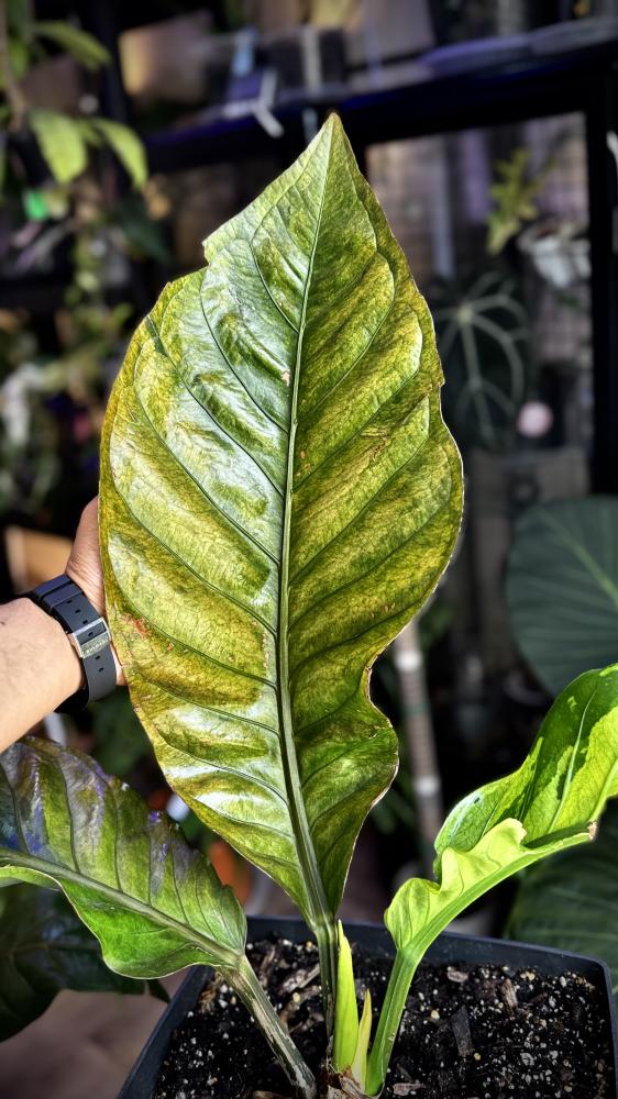 ANTHURIUM HOOKERI BIRDS NEST VARIEGATED