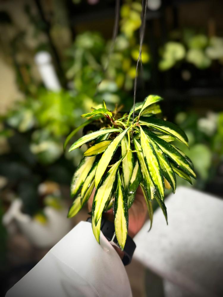 HOYA KENTIANA VARIEGATED