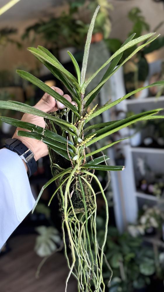 ASCOCENTRUM CHRISTENSONIANUM