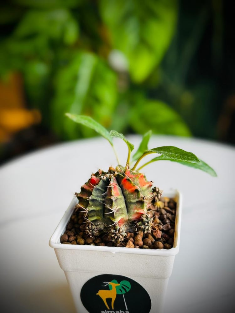 CACTUS MIX VARIETIES