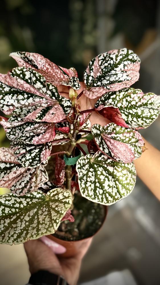 BEGONIA REX MIX VARIETIES