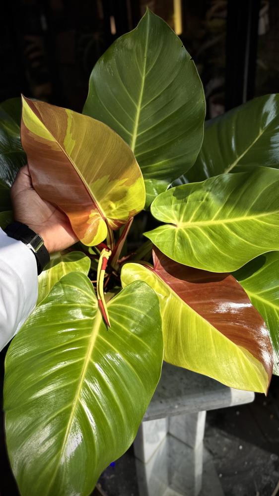 PHILODENDRON YELLOW FLAME