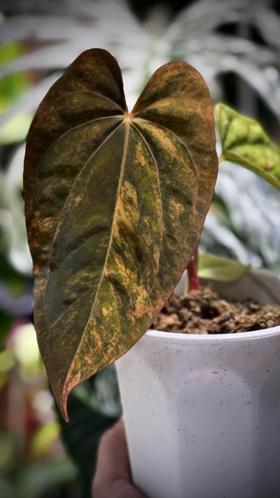 ANTHURIUM HYBRID VARIEGATED
