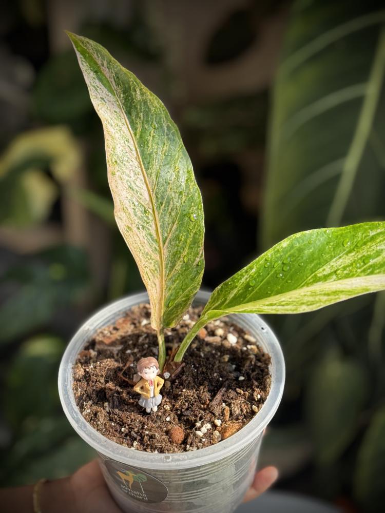 ANTHURIUM HOOKERI BIGRDS V