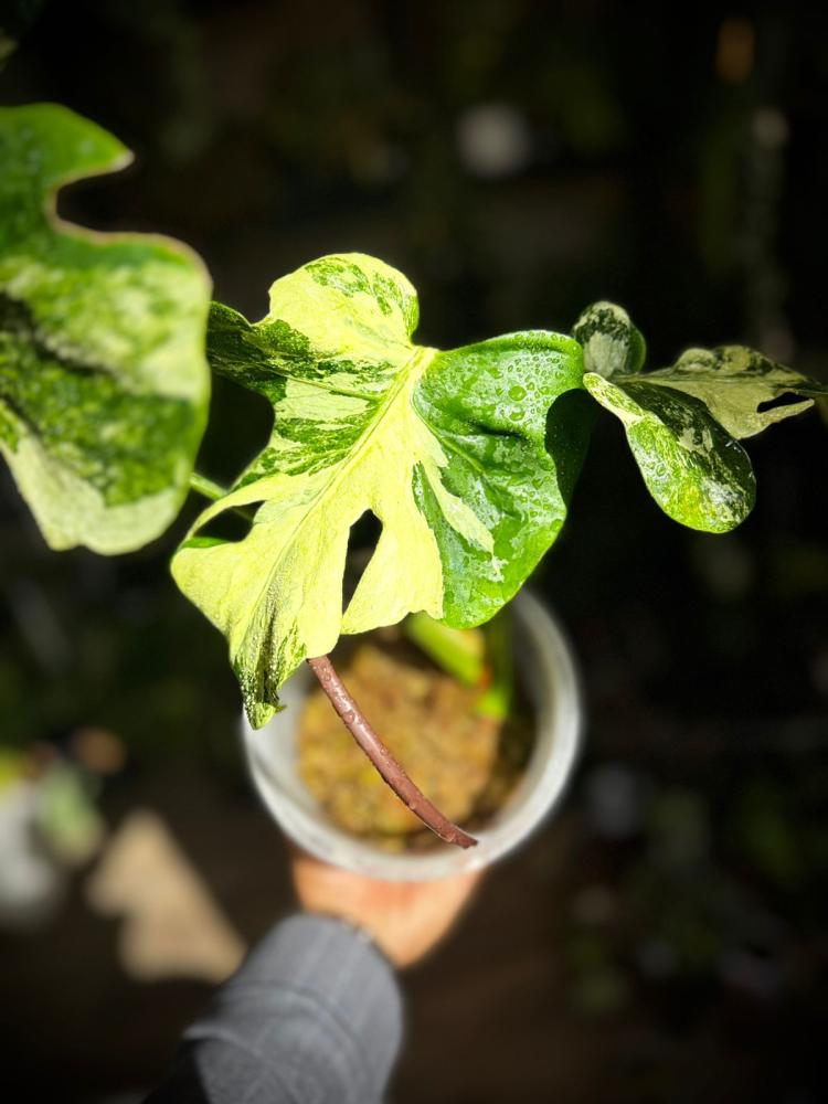 MONSTERA OCEAN MINT