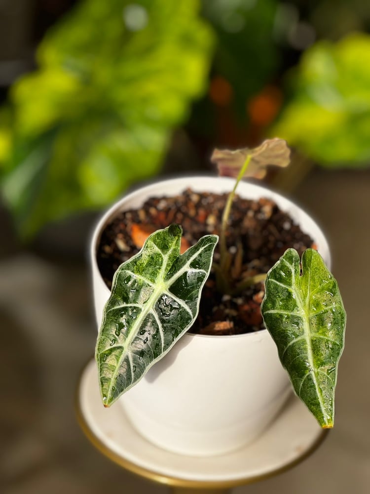 Alocasia Amazonica Aurea ألوكاسيا أمازونيكا أوريا