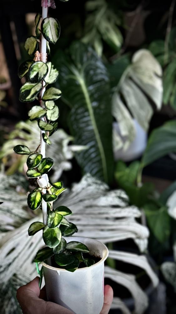 HOYA MATHILDE VARIEGA