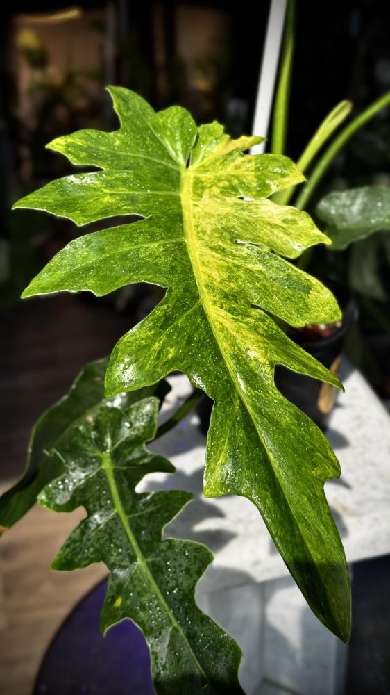 PHILODENDRON WILLIAMSII Variegated