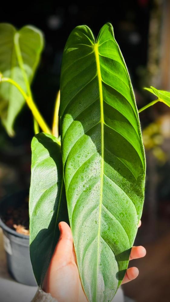 PHILODENDRON PATRICIAE