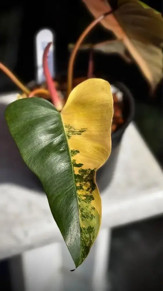 Philodendron (Florida x Mayoi) x Black Bellietiae