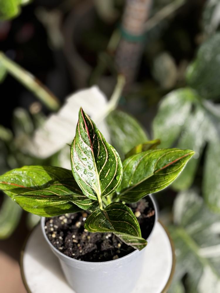 Aglaonema Red Vein