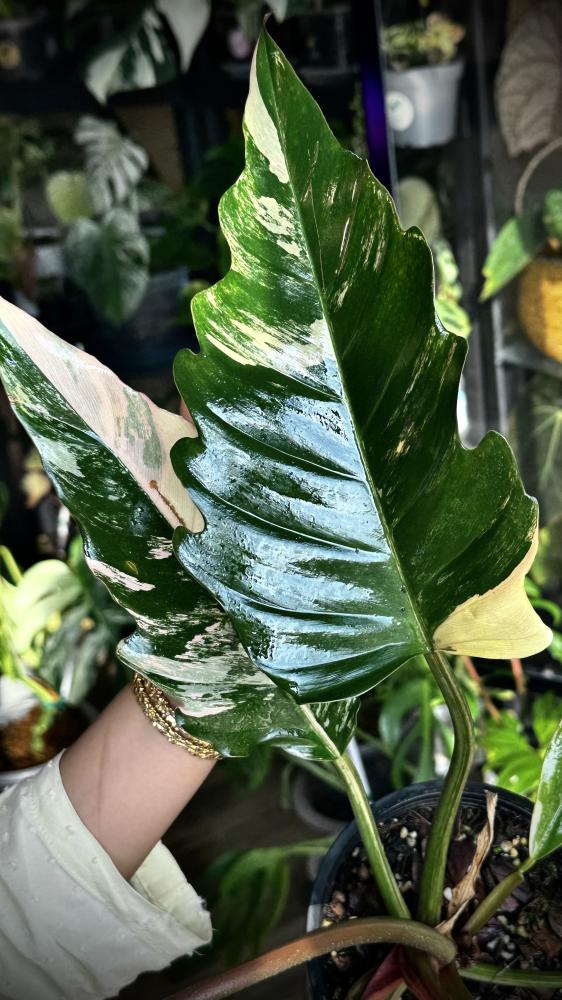 Philodendron Caramel Marble