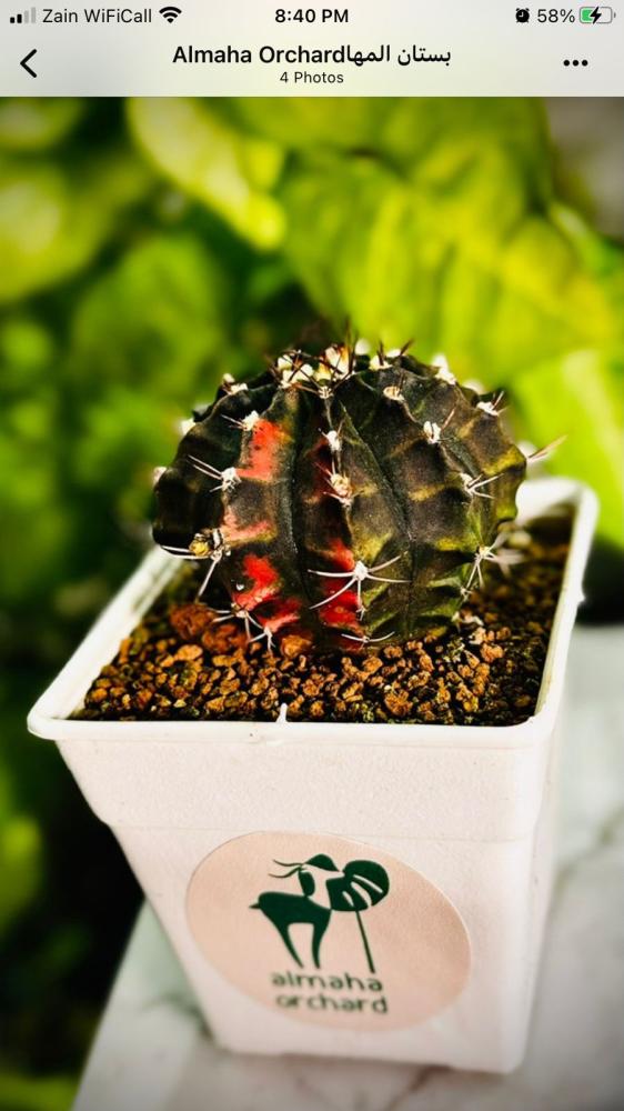 CACTUS GYMNO VARIEGATA