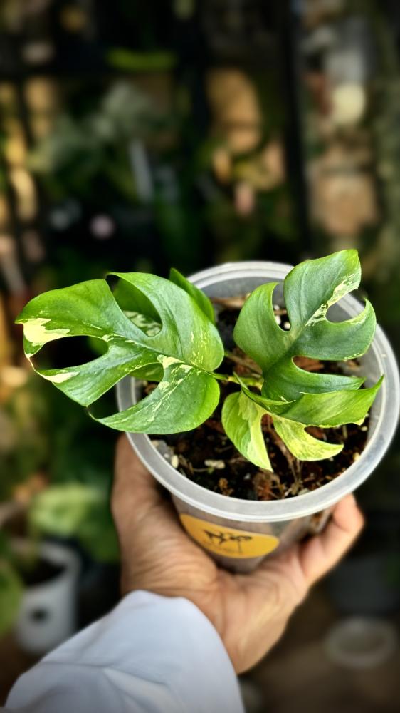 onstera ginny variegated