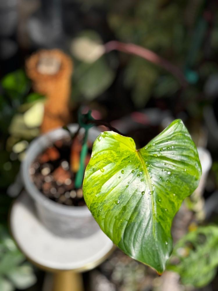 HOMALOMENA RUBESCENS