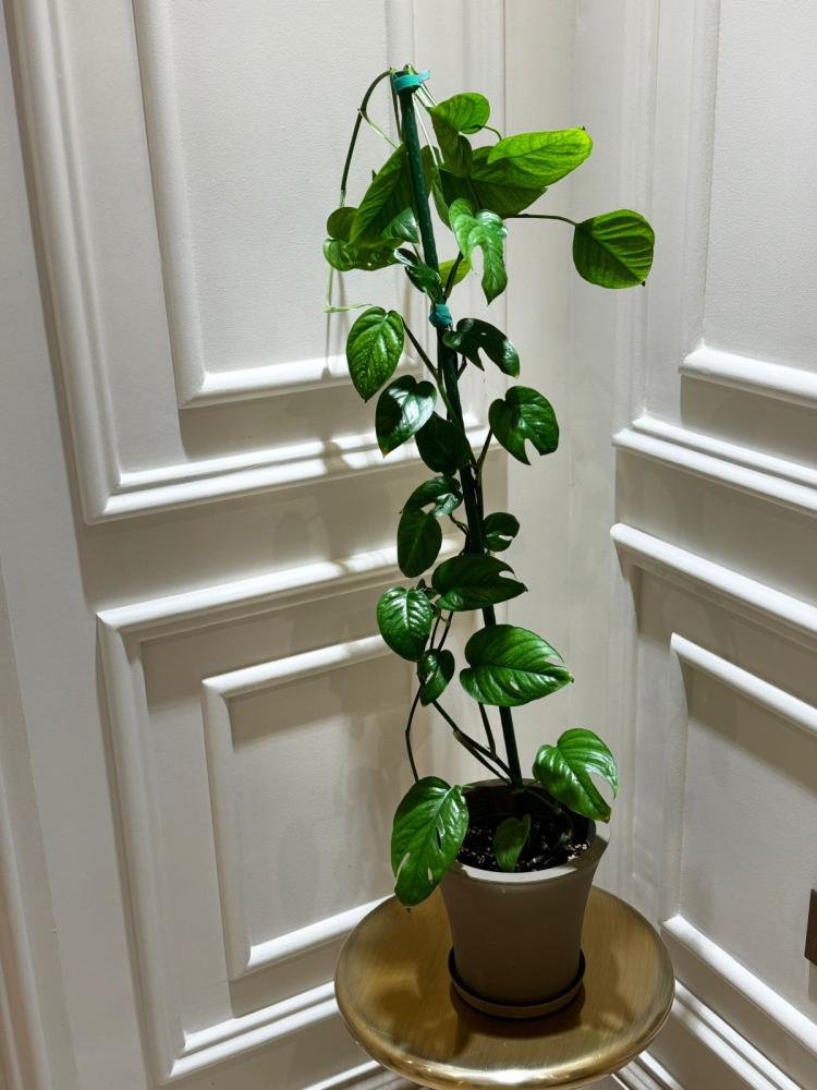 Epipremnum pinnatum ‘Marble’ green