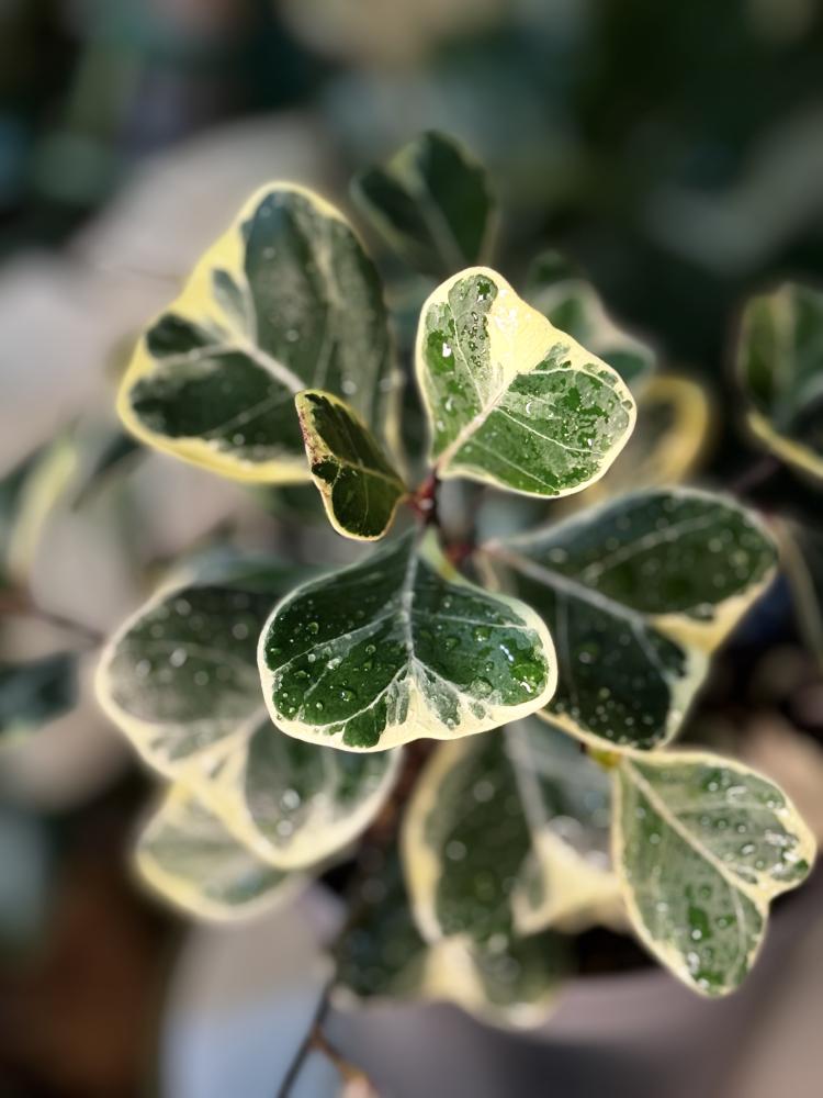 Ficus Triangularis VAR