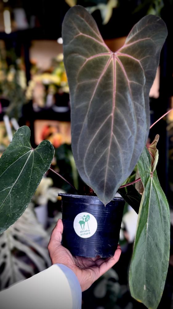 ANTHURIUM HYBRID MIX