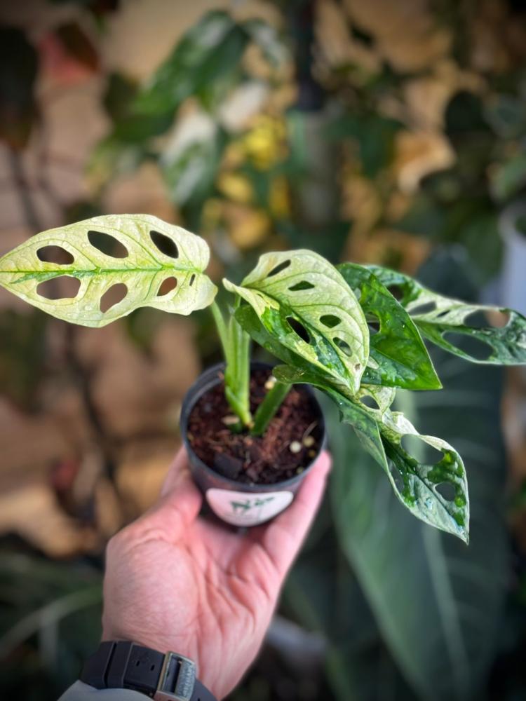 Monstera Lechleriana Variegated