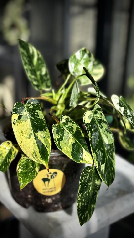 PHILODENDRON EMERALD QUEEN