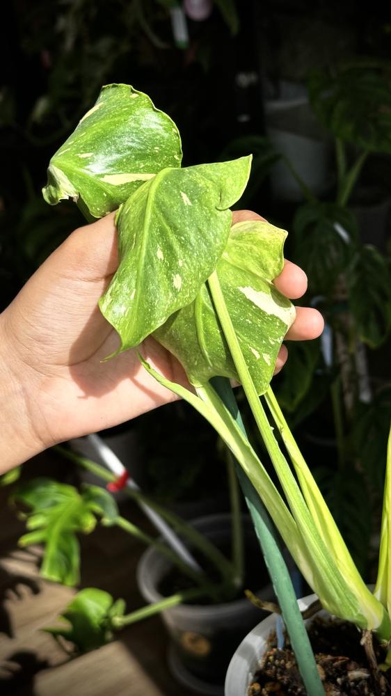 MONSTERA TRICOLOR MUT