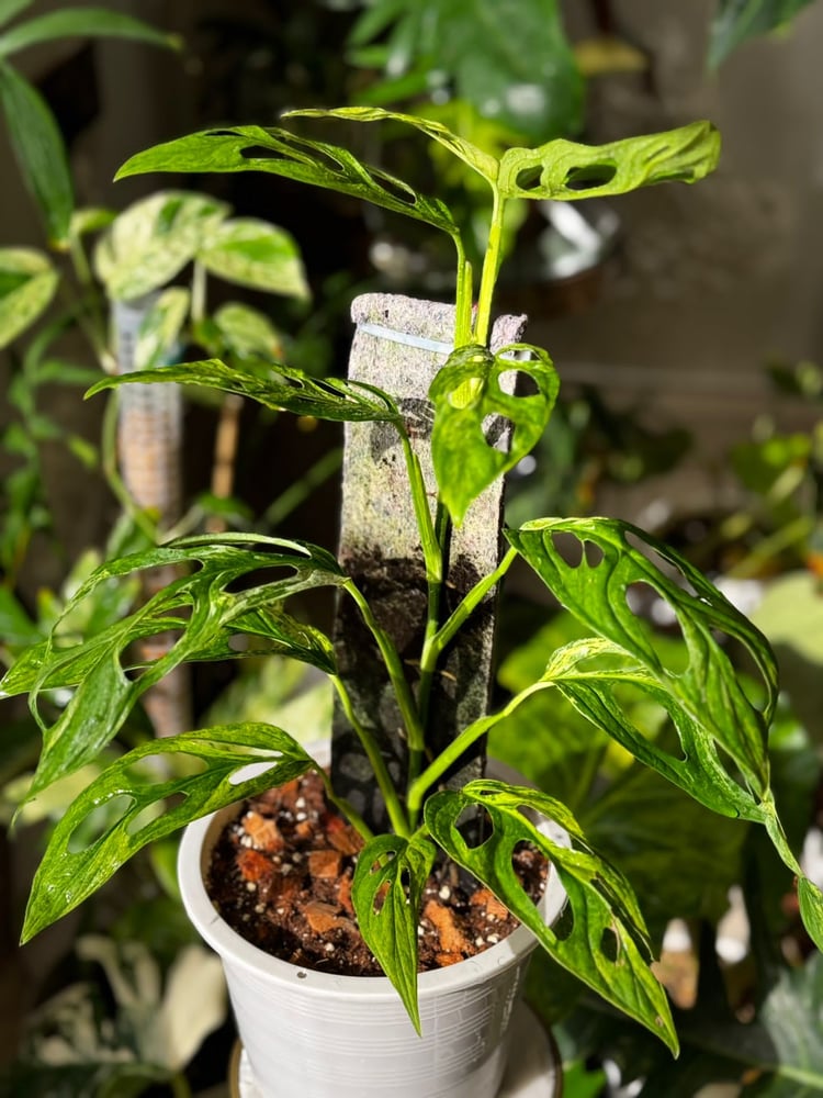 MONSTERA ADANSONII INIDONE