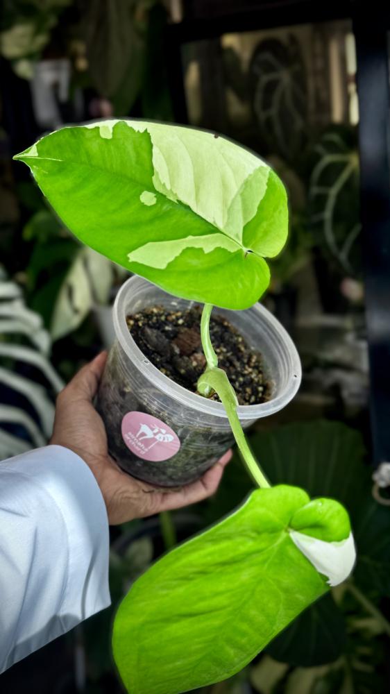 syngonium chiapense variegated