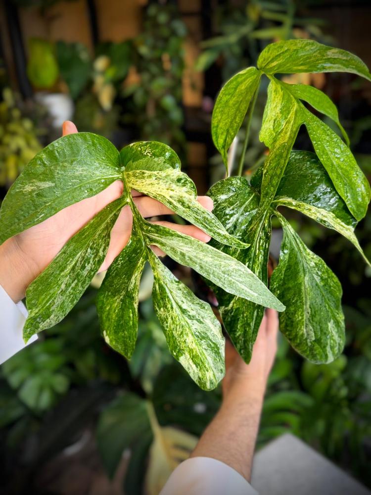 AMYDIUM MEDIUM VARIEGATED